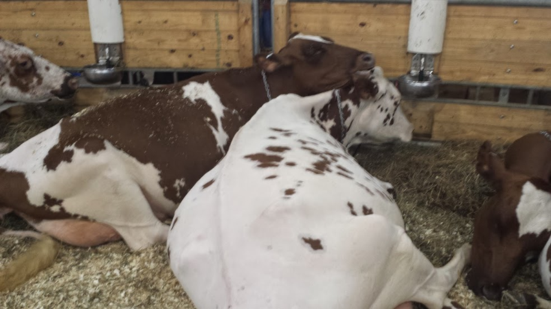 Illustration for article titled Cows at the Fair - I'm Famous and Exhausted